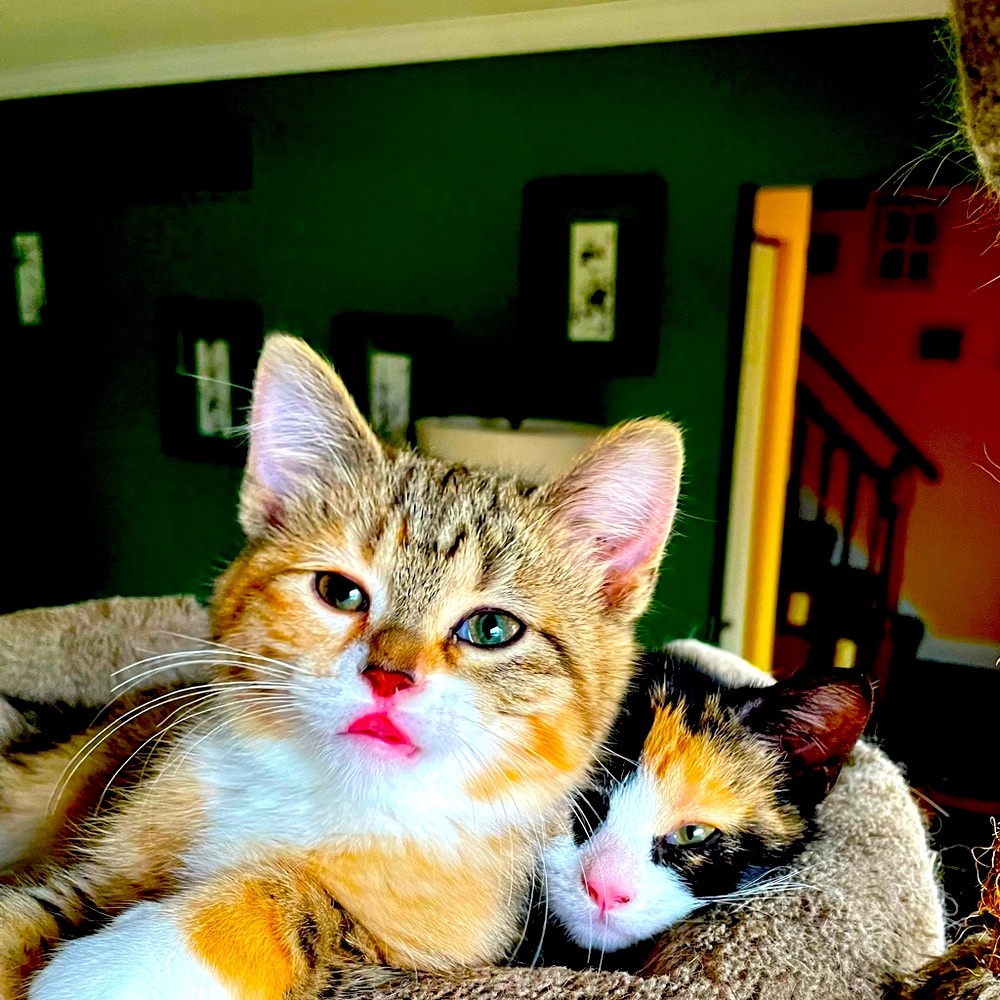 Meet your Posher, Posh